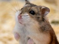 can hamsters go outside?