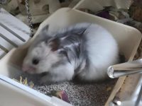 where do hamster live?