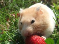 how many babies does a hamster have?