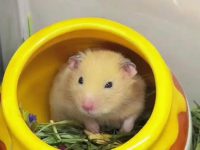 how to clean hamsters?
