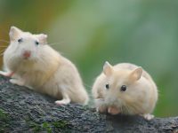 most friendly hamster