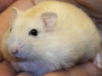 where do dwarf hamsters come from?