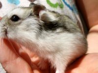 do hamster like to be held?