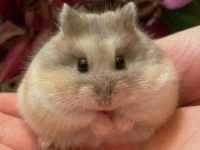 how to train a hamster?