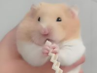 how long do hamsters usually live?