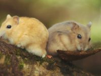 where do you find wild hamsters?