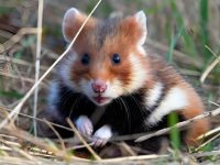 what is the nicest hamster breed?