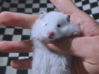 how big are syrian hamsters?