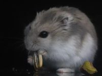grey dwarf hamster lifespan