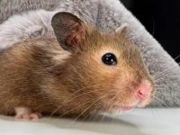 what are hamsters predators?