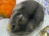 where are dwarf hamsters from?