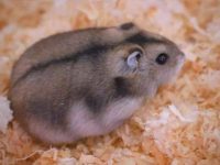 are dwarf hamsters social?