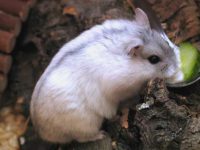 lifespan of a dwarf hamster