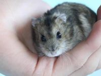 how to take care of hamster?