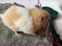 what is the friendliest hamster breed?
