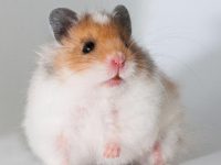 are hamsters nocturnal animals?