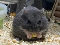 how long can a hamster live without food?