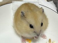 what is the nicest hamster?