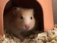 pros and cons of hamsters