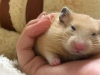 do hamsters get fleas?