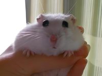 do hamsters clean themselves?