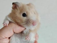 can i bathe my hamster?