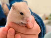 can hamsters live in a fish tank?