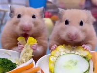will hamsters eat each other?