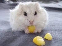 do hamsters need light?