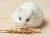 how long can hamsters live without water?