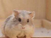 how long can hamsters live without food?