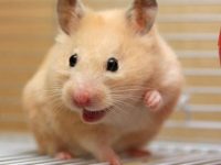 do hamsters need friends?