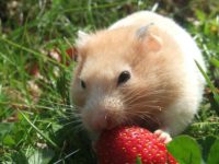 wild hamster lifespan