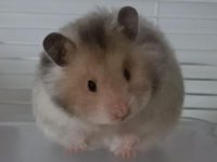 are hamster balls good for hamsters?