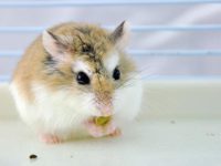 rare hamster breeds