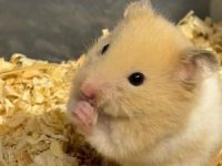 do hamsters eat their own baby?