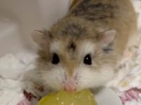 how to make a hamster like you?