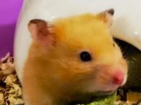 how to calm a hamster down?