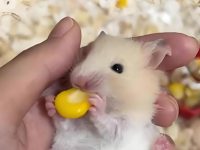 european hamster lifespan