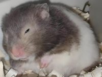 do hamsters hibernate in captivity?
