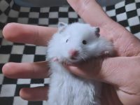 syrian hamster temperature