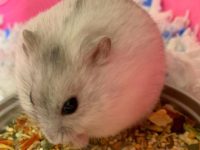 dwarf hamster temperature