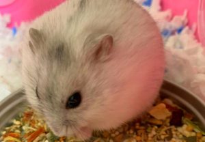 dwarf hamster temperature - Pet hamster home
