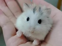 what's the life expectancy of a hamster?