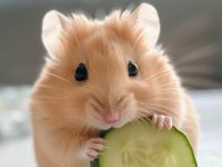 how often do you change a hamsters bedding?