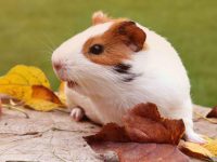 what do hamsters like to do?