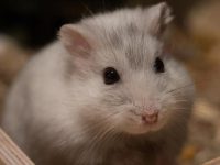what hamsters live the longest?