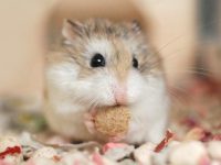 hamster native habitat