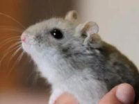 how many hamsters can live together?