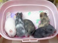 where are wild hamsters located?